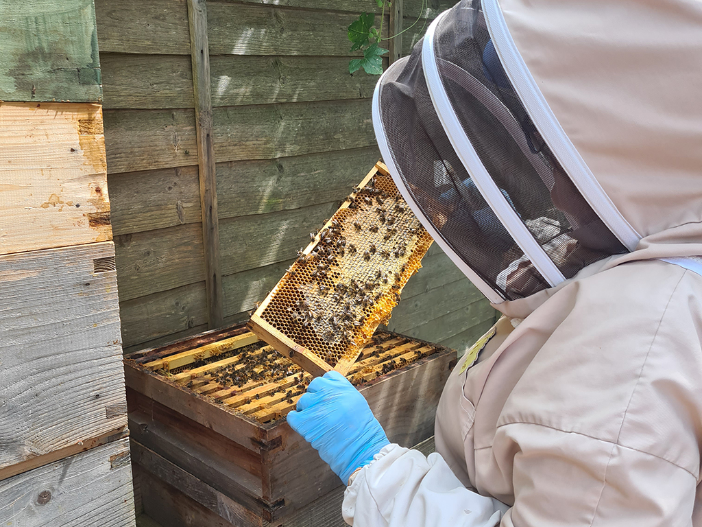 Jenny Beekeeping